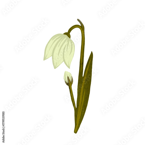 Blooming spring snowdrop flower. Simple botanical elements. Vector graphics.