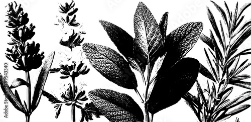 Botanical illustration set featuring lavender, sage, and rosemary leaves. Black and white vector drawing showcasing herbal plants and their textures.