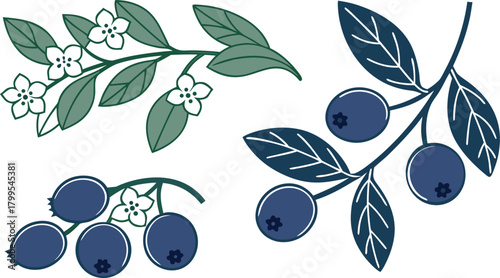Blueberries on branches with green leaves and white flowers on white background blueberry
