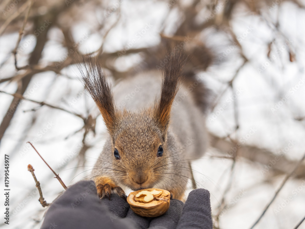 Fototapeta premium Squirrel eats nuts from a man's hand. Caring for animals in winter or autumn.