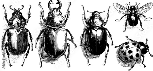 Beetle illustration featuring detailed silhouettes in a vintage style. Hand-drawn vector set showcasing various insects as artistic engravings.