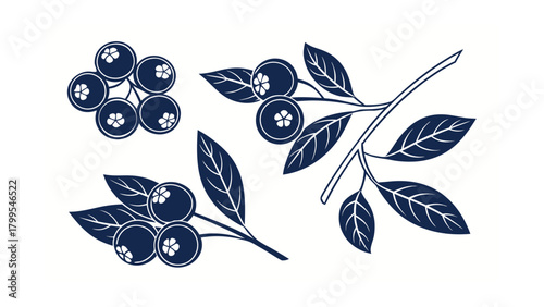 Dark blue silhouette of blueberries on branches with leaves on white background blueberry