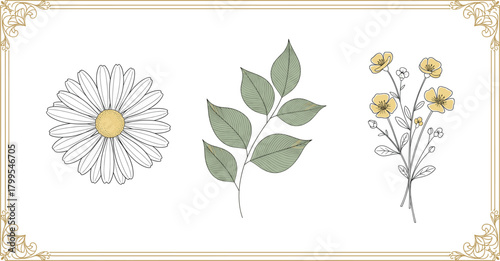 Botanical illustration set with daisy, leafy branch, and yellow flower bouquet in decorative border for design and educational use