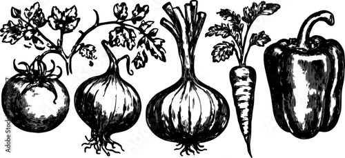 Tomato, onion, carrot, and pepper illustrations in black and white engraving style. Vintage vector set of natural vegetables.