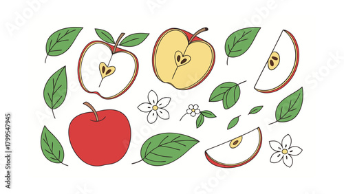 Hand-drawn Apple Elements with Leaves and Flowers on White Background fruit red apple