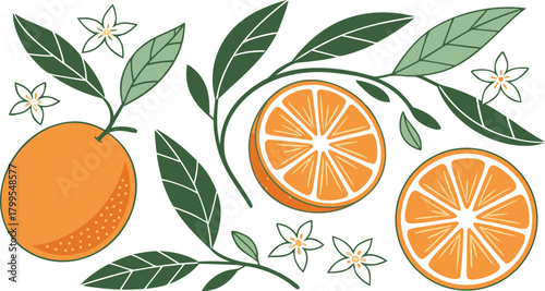 Orange Fruit Whole Half Slices Flowers And Leaves On White Background Keywords: orange, citrus, fruit, slice, half, whole, flower, blossom, leaf