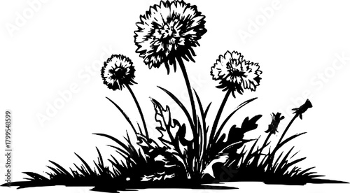 Vintage engraving of dandelion flowers in black and white. Detailed botanical set showcasing nature's beauty in a simple line drawing vector illustration.