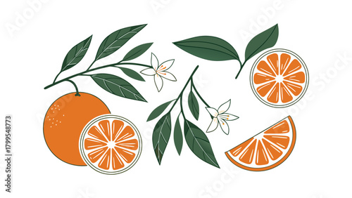 Orange Fruit, Slices, Flowers and Leaves on White Background Keywords: orange, fruit, food, citrus, sweet, juicy, slice, cut, whole, leaf, branch