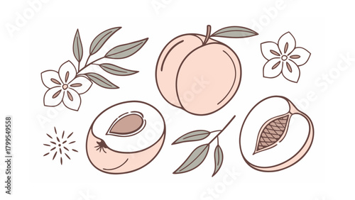 Peaches Whole Half Sliced with Flowers and Leaves on White Keywords: peach, fruit, stone fruit, food, healthy, organic, slice, half, whole, flower