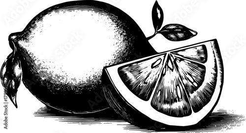Lemon fruit in vintage style engraving. Detailed line drawing showcasing the whole fruit and its slice in a black and white vector illustration.