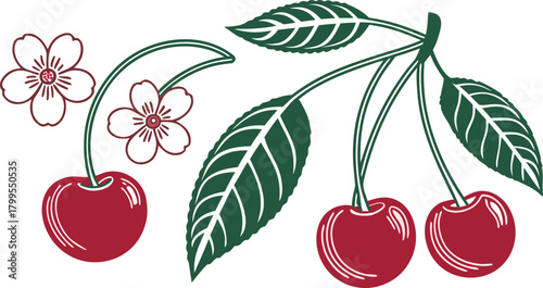 Red Cherries with Green Leaves and Outline Flowers on White Background cherry fruit