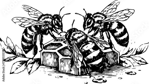 Bee collecting nectar from honeycomb in detailed drawing. Vintage vector illustration of bees and nature set.