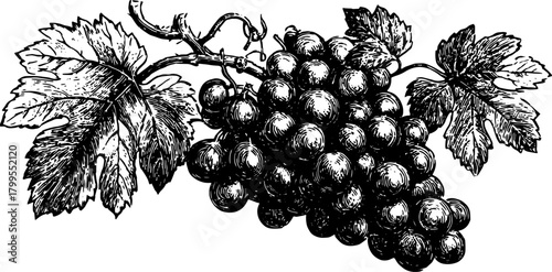 Vintage line drawing of grapes with leaves. Detailed black and white vector illustration showcasing botanical artistry in a minimalistic style.