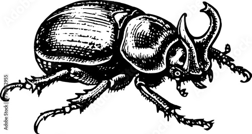 Detailed silhouette of a beetle in hand-drawn engraving style. This black outline illustration showcases nature's intricate design, perfect for a vector set.