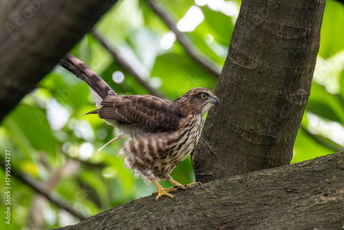 鳳頭蒼鷹 Crested Goshawk