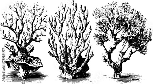 Engravings of corals and trees in silhouette style. Black outline vector illustration features intricate details in a set of botanical designs.