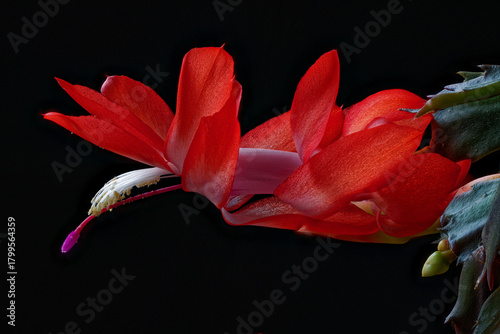 Schlumbergera – Christmas cactus photographed close-up.