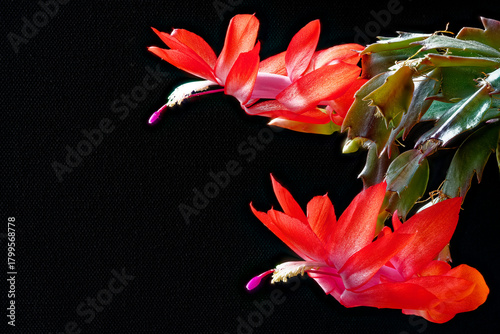 Schlumbergera – Christmas cactus photographed close-up.