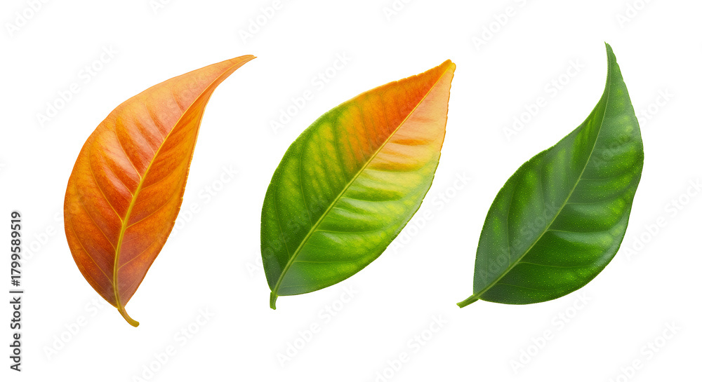 Obraz premium Vibrant progression of three isolated leaves showcasing a stunning color transition from warm orange and yellow to lush green, symbolizing change and natural vitality