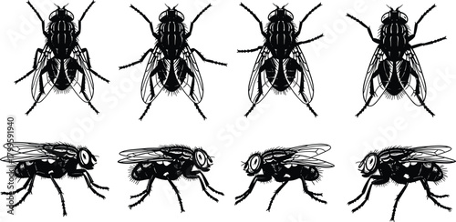 High detail housefly insect vector illustration set, black silhouette flies collection, realistic fly anatomy drawing, isolated graphic design elements