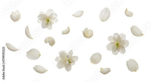 Aerial View of Jasmine Flowers and Petals Isolated on White Background