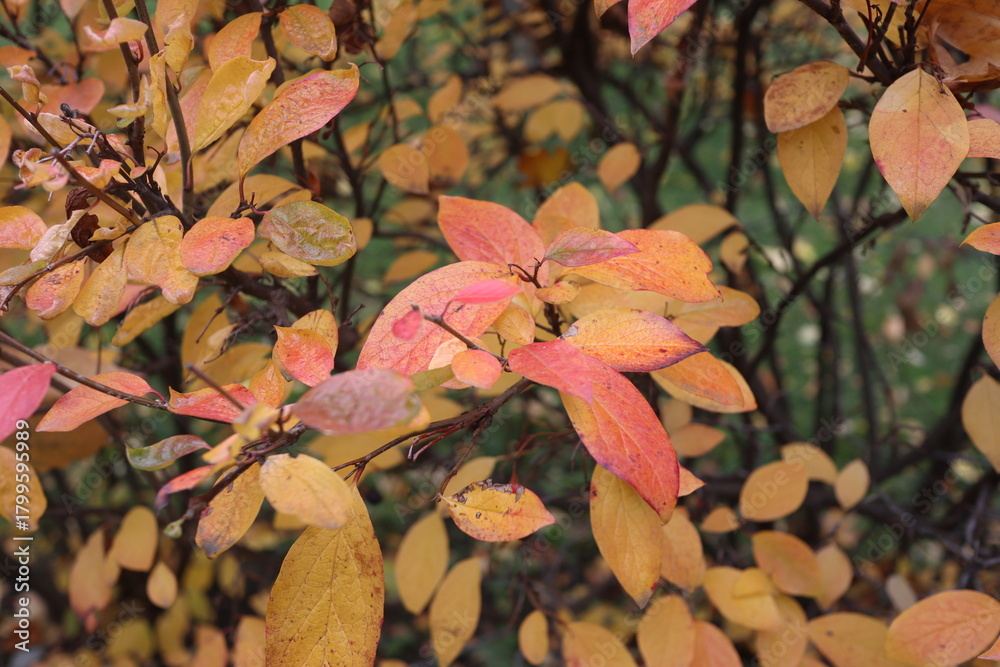 Fototapeta premium Czech Autumn Landscape with Leaf Carpet
