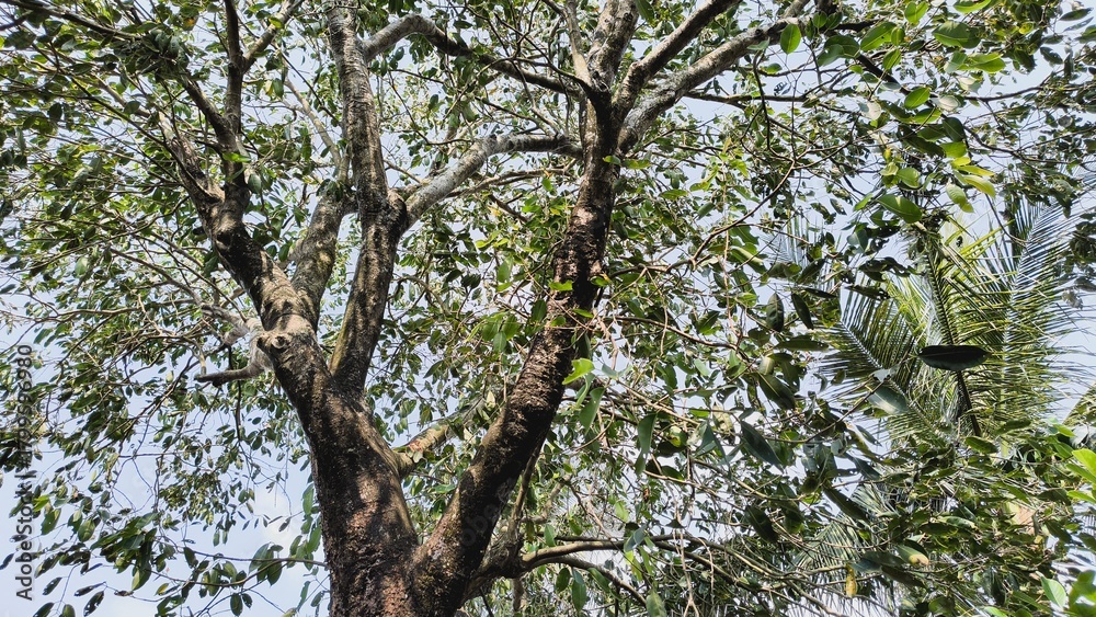 Obraz premium Close up of a large tree trunk and branches with green leaves