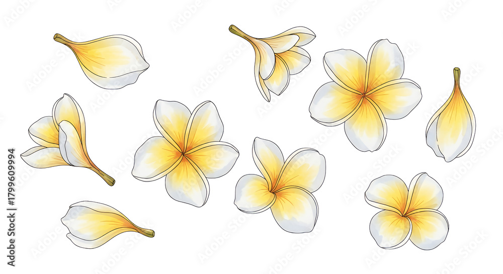 Naklejka premium Collection of delicate yellow and white frangipani flowers scattered artfully on a plain background, perfect for decoration and design