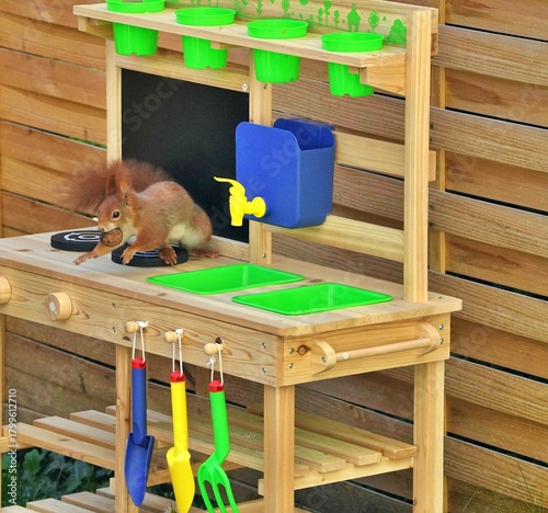 a squirrel with a nut in its mouth sitting on a wooden children's kitchen