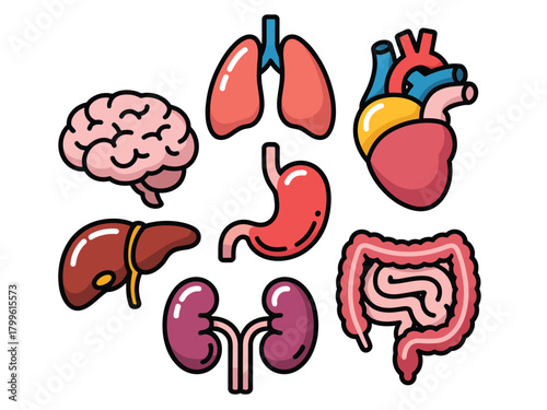 Collection of cartoon human internal organs on a white background