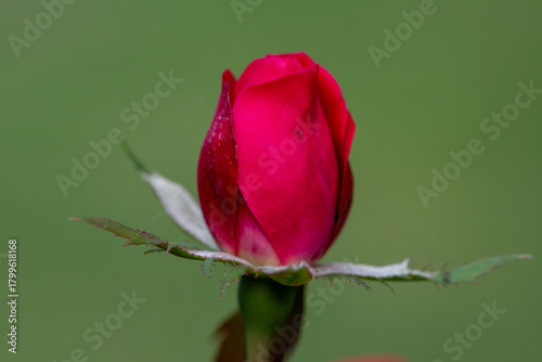 Solitary red rose bud with a green background