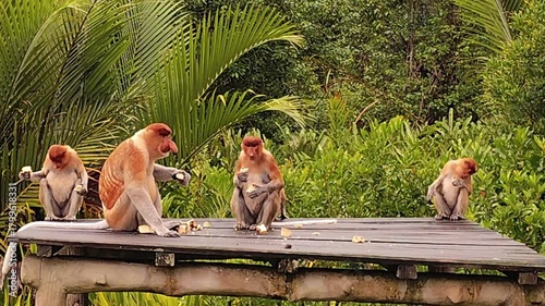 Wild proboscis monkeys (Nasalis larvatus) and feeding on the wooden feeding platform at the famous Labuk Bay Proboscis Monkey Sanctuary in Borneo.