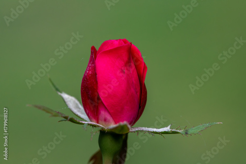 Solitary red rose bud with a green background