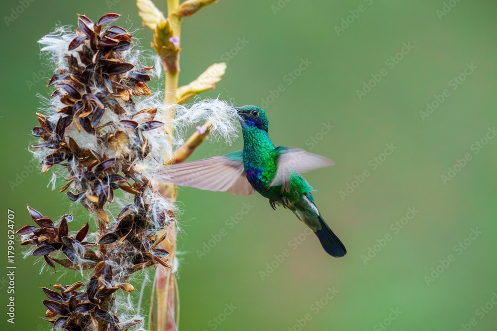 Naklejka premium Sparkling Violetear Colibri coruscans, Large aggressive hummingbird that usually dominates feeders or flower patches. Sparkling green overall with purplish-blue patches on cheeks and belly. 