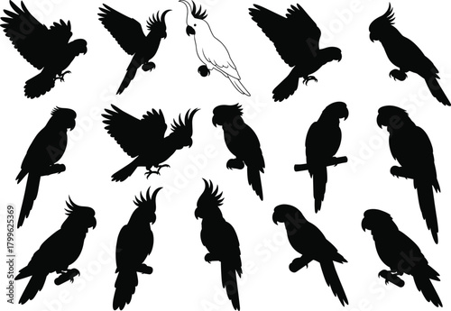 Collection of parrot and cockatoo bird silhouettes in flying and sitting poses, tropical bird vector illustration for design, decoration, nature, and wildlife artwork