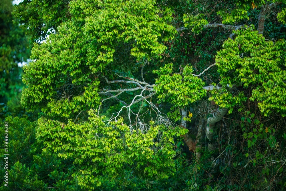 Fototapeta premium Background photo of beautiful tropical green trees and leaves in Manu national park, Peru. Beautiful exotic tree leaves with blossom. Amazon rainforest