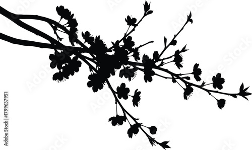 Elegant Black Silhouette of Cherry or Plum Blossom Branch with Delicate Flowers and Buds, Isolated Against a White Background, Symbolizing Spring and Renewal.