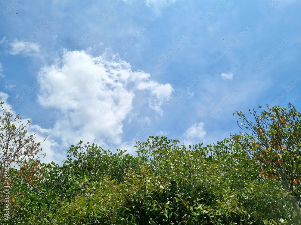 Fototapeta premium Background view of blue sky with mangrove trees copy space in Indonesia