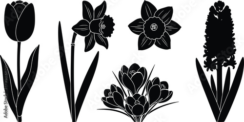 Silhouette collection of spring flowers including tulip, daffodil, narcissus, crocus, and hyacinth isolated on white background for botanical design elements