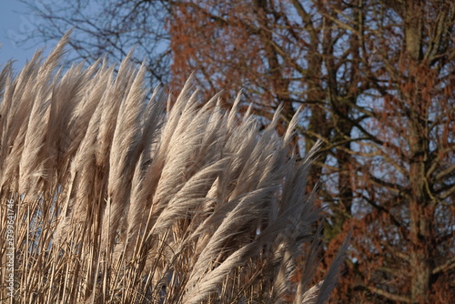 reeds in the autumn