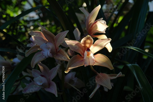 orange lily flower