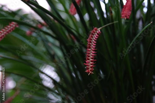 unique red flower