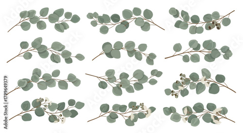 Beautiful eucalyptus branches with delicate leaves and seed pods offer a serene natural aesthetic perfect for modern design projects