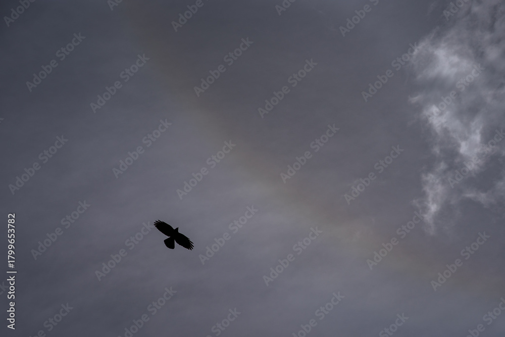Fototapeta premium eagle in the sky
