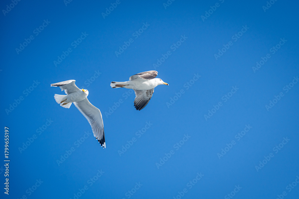 Obraz premium seagull in the blue sky