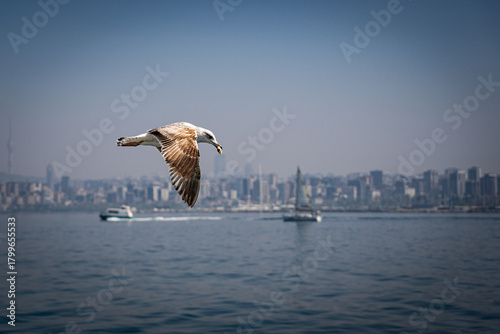 seagull in flight