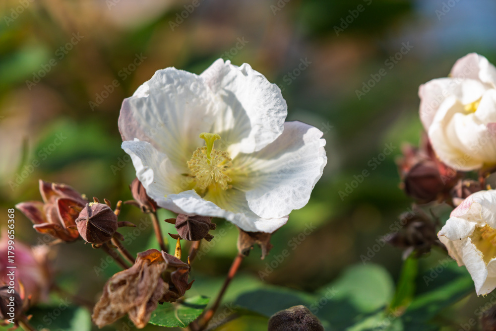 Obraz premium 晴れた日に咲く清楚な白い芙蓉(フヨウ)の花と蕾