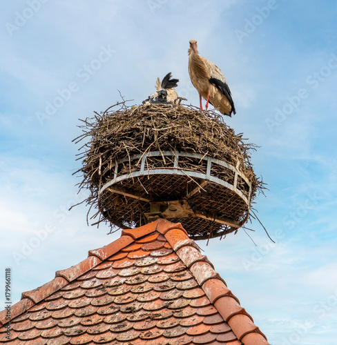 Storks and nest
