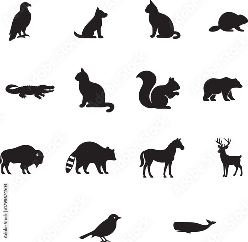 Animal,  cat,caw bards