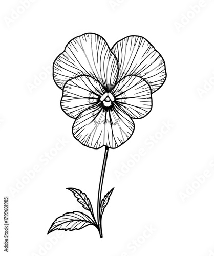 "Detailed Line Drawing of Pansy Flower"